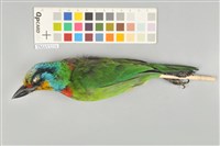 藏品(五色鳥)的圖片